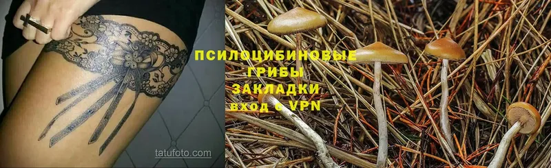 где продают   Куса  Псилоцибиновые грибы Psilocybe 